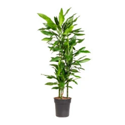 Dracaena Fragrans Janet Lind - Multi Stem 11 Dracaena Fragrans Janet Lind - Multi Stem -Hortology Shop Dracaena fragrans Janet Lind Multi Stem 21x110cm 3 stems
