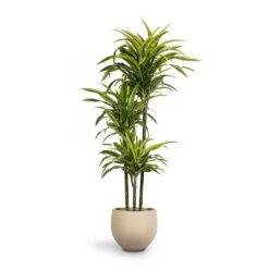 Dracaena Fragrans Lemon Lime - Multi Stem -Hortology Shop Dracaena fragrans Lemon Lime 3MultiStem 24 x 140cm Mini Orb Kevan Plant Pot Grey Washed 32x28cm