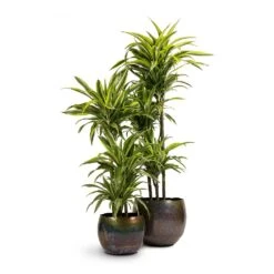 Dracaena Fragrans Lemon Lime - Multi Stem -Hortology Shop Dracaena fragrans Lemon Lime 3MultiStem 24x140cm Ellen Metal Plant Pots Set3 Medium Big Vintage Green