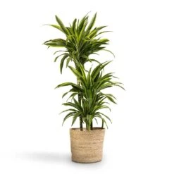 Dracaena Fragrans Lemon Lime - Multi Stem -Hortology Shop Dracaena fragrans Lemon Lime 3MultiStem 24x140cm Selin Plant Basket Jute 30x26cm
