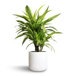 Dracaena Fragrans Lemon Lime - Branched -Hortology Shop Dracaena fragrans Lemon Lime Branched 21x70cm Charlie Plant Pot White Washed 25x24cm
