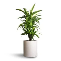 Dracaena Fragrans Lemon Lime - Branched -Hortology Shop Dracaena fragrans Lemon Lime Branched 21x70cm Max Refined Planter Natural White 29x29.5cm