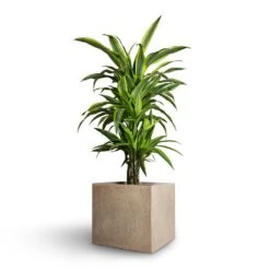 Dracaena Fragrans Lemon Lime - Branched -Hortology Shop Dracaena fragrans Lemon Lime Branched 21x70cm Raindrop Cube Planter Stone 30x30x27cm