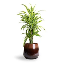 Dracaena Fragrans Lemon Lime - Branched -Hortology Shop Dracaena fragrans Lemon Lime Branched 24x90cm Joah Plant Pot Truffle 33x28cm