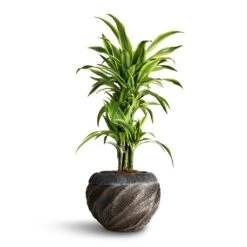Dracaena Fragrans Lemon Lime - Branched -Hortology Shop Dracaena fragrans Lemon Lime Branched 24x90cm Luxe Lite Wave Globe Planter Bronze