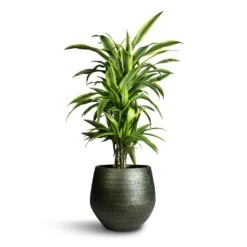 Dracaena Fragrans Lemon Lime - Branched -Hortology Shop Dracaena fragrans Lemon Lime Branched 24x90cm Noor Plant Pot Velvet Green 33x30cm