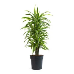 Dracaena Fragrans Lemon Lime - Branched -Hortology Shop Dracaena fragrans Lemon Lime Branched 27cm