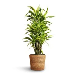 Dracaena Fragrans Lemon Lime - Branched -Hortology Shop Dracaena fragrans Lemon Lime Branched 27x110cm Igmar Plant Basket Natural 30x26cm 2