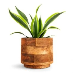 Helle Plant Pot - Natural -Hortology Shop Dracaena fragrans Lemon Lime Head 12x35cm Helle Plant Pot Natural 16x14cm 156d1ab4 501d 4ae7 9ac4 79ed5b62c4d9