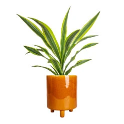Pisa Plant Pot - Mustard -Hortology Shop Dracaena fragrans Lemon Lime Head 17x50cm Pisa Plant Pot Mustard 20x24cm
