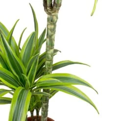 Dracaena Fragrans Lemon Lime - Multi Stem -Hortology Shop Dracaena fragrans Lemon Lime Leaves