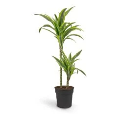 Dracaena Fragrans Lemon Lime - Multi Stem -Hortology Shop Dracaena fragrans Lemon Lime Multi Stem 19 x 100cm 2 stems