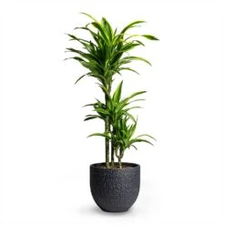 Dracaena Fragrans Lemon Lime - Multi Stem -Hortology Shop Dracaena fragrans Lemon Lime Multi Stem 21x100cm 3 stems Rinca Plant Pot Shiny Black 29x26cm