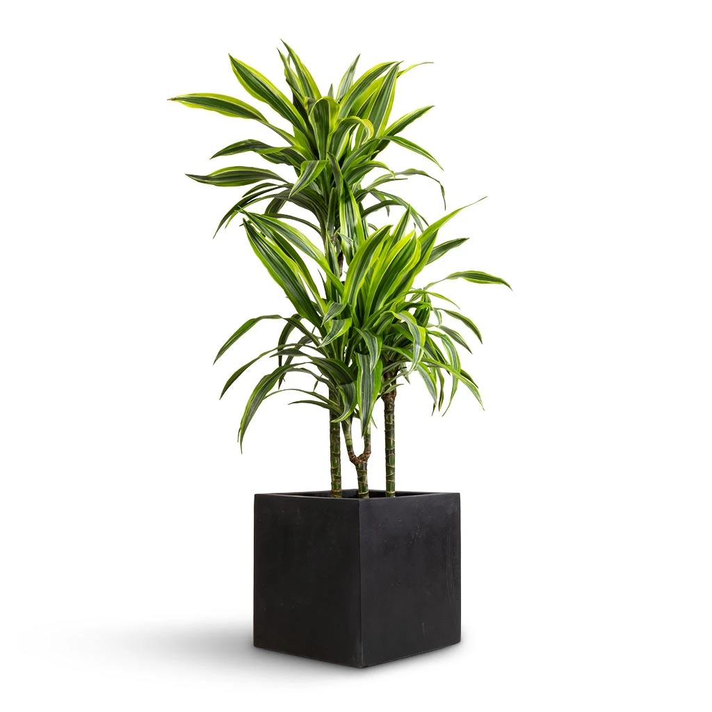 Grigio Cube Planter - Anthracite Concrete 4 Grigio Cube Planter - Anthracite Concrete - Image 4