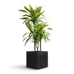 Dracaena Fragrans Lemon Lime - Multi Stem -Hortology Shop Dracaena fragrans Lemon Lime Multi Stem 21x100cm 3 stems Grigio Cube Planter Anthracite Concrete 30x30x30cm efef6ae2 f868 4823 a959 39d95d529794