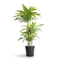 Dracaena Fragrans Lemon Lime - Multi Stem -Hortology Shop Dracaena fragrans Lemon Lime Multi Stem 21x120cm 3stems
