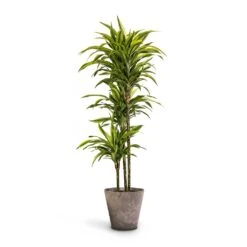 Dracaena Fragrans Lemon Lime - Multi Stem -Hortology Shop Dracaena fragrans Lemon Lime Multi Stem 24 x 140cm Claire Artstone Plant Pot Grey 32x29cm