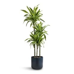 Dracaena Fragrans Lemon Lime - Multi Stem -Hortology Shop Dracaena fragrans Lemon Lime Multi Stem 24x140cm 3 stems Lisbon Plant Pot Navy 26x26cm