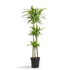 Dracaena Fragrans Lemon Lime - Multi Stem -Hortology Shop Dracaena fragrans Lemon Lime Multi Stem 24x140cm 3stems 1