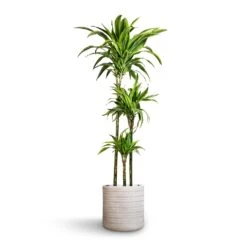 Dracaena Fragrans Lemon Lime - Multi Stem -Hortology Shop Dracaena fragrans Lemon Lime Multi Stem 24x140cm 3stems Angle Cylinder Plant Pot White 30x30cm 6af1624b 28f0 4db1 b46c 44cb706e29b1