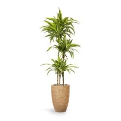 Ben Plant Pot - Straw Grass 14 Ben Plant Pot - Straw Grass -Hortology Shop Dracaena fragrans Lemon Lime Multi Stem 24x140cm 3stems Ben Plant Pot Straw Grass 30x41cm