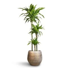 Noor Plant Pot - Metallic Grey -Hortology Shop Dracaena fragrans Lemon Lime Multi Stem 24x140cm 3stems Noor Plant Pot Metallic Grey 36x33cm 2 69d85773 6bcd 409f b13f 8f569db81933