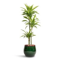 Dracaena Fragrans Lemon Lime - Multi Stem -Hortology Shop Dracaena fragrans Lemon Lime Multi Stem 24x145cm 3 stems Charlotte Plant Pot Green 33x30cm