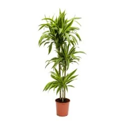 Dracaena Fragrans Lemon Lime - Multi Stem -Hortology Shop Dracaena fragrans Lemon Lime Multi Stem Large