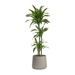 Patt Plant Pot - Grey Washed -Hortology Shop Dracaena fragrans Lemon Lime Multi Stem Patt Plant Pot Grey Washed 5fb8f3d1 7454 44c1 b445 7bb9138f2993