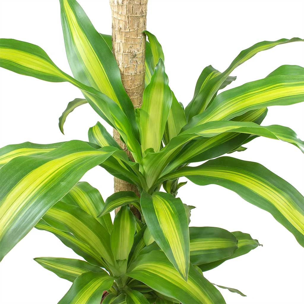 Dracaena Fragrans Massangeana - Multi Stem 2 Dracaena Fragrans Massangeana - Multi Stem - Image 2