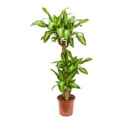 Dracaena Fragrans Massangeana - Multi Stem 11 Dracaena Fragrans Massangeana - Multi Stem -Hortology Shop Dracaena fragrans Massangeana Multi Stem