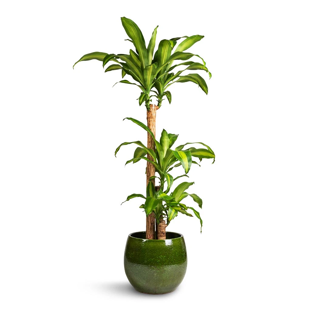 Dracaena Fragrans Massangeana - Multi Stem 1 Dracaena Fragrans Massangeana - Multi Stem