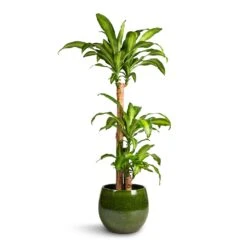 Aimee Plant Pot - Pear -Hortology Shop Dracaena fragrans Massangeana Multi Stem 24x135cm 3 stems Aimee Plant Pot Pear 33x28cm 9d51daf9 fa5a 4318 8b6a 126301d74672