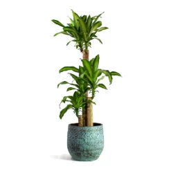 Dracaena Fragrans Massangeana - Multi Stem 13 Dracaena Fragrans Massangeana - Multi Stem -Hortology Shop Dracaena fragrans Massangeana Multi Stem Evi Plant Pot Antique Bronze