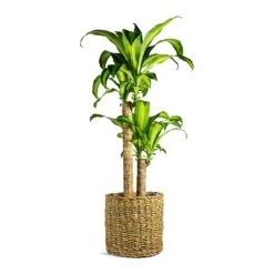 Dracaena Fragrans Massangeana - Multi Stem 14 Dracaena Fragrans Massangeana - Multi Stem -Hortology Shop Dracaena fragrans Massangeana Multi Stem Ido Plant Baskets Set of 5 Natural