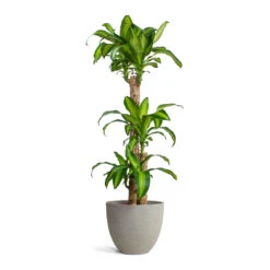 Dracaena Fragrans Massangeana - Multi Stem 10 Dracaena Fragrans Massangeana - Multi Stem -Hortology Shop Dracaena fragrans Massangeana Multi Stem Mini Jesslyn Plant Pot Grey Washed 1d2ee659 fe6e 49d7 97ae c150ba57569b