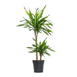 Dracaena Fragrans Riki - Multi Stem -Hortology Shop Dracaena fragrans Riki Multi Stem 19cm