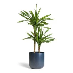 Dracaena Fragrans Riki - Multi Stem -Hortology Shop Dracaena fragrans Riki Multi Stem 19x85cm 2 stems Lisbon Plant Pot Navy 24x24cm