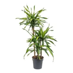 Dracaena Fragrans Riki - Multi Stem -Hortology Shop Dracaena fragrans Riki Multi Stem 21cm