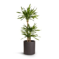 Max Refined Planter - Volcano Black -Hortology Shop Dracaena fragrans Riki Multi Stem 21x100cm 3stems Max Refined Planter Volcano Black 29x29.5cm