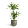 Dracaena Fragrans Riki - Multi Stem