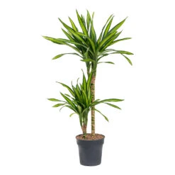 Dracaena Fragrans Riki - Multi Stem -Hortology Shop Dracaena fragrans Riki Multi Stem