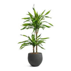 Mini Orb Kevan Plant Pot - Black Washed -Hortology Shop Dracaena fragrans Riki Multi Stem Mini Orb Kevan Plant Pot Black Washed 0db091ea c26e 4629 9fec 3ecb01bfb139