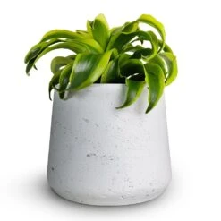 Patt Plant Pot - White Washed -Hortology Shop Dracaena fragrans Tornado Head 12x25cm Patt Plant Pot White Washed 16x14cmcopy