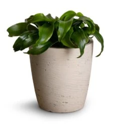 Gerben Plant Pot - Grey Washed -Hortology Shop Dracaena fragrans Twister Head 12x25cm Gerben Plant Pot Grey Washed 15x16cm 3e49951f 58d9 450b aa06 319421409d78