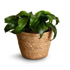 Dracaena Fragrans Twister - Head 9 Dracaena Fragrans Twister - Head -Hortology Shop Dracaena fragrans Twister Head 12x25cm Igmar Plant Basket Natural 15x12cm