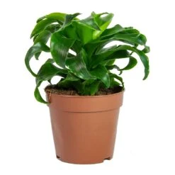 Dracaena Fragrans Twister - Head 11 Dracaena Fragrans Twister - Head -Hortology Shop Dracaena fragrans Twister Head