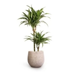 Ryan Plant Pot - White Black -Hortology Shop Dracaena fragrans Ulises Multi Stem 19x100cm 2stems Ryan Plant Pot White Black 26x26cm