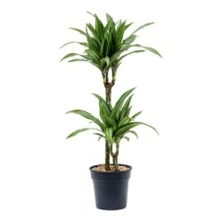 Dracaena Fragrans Ulises - Multi Stem -Hortology Shop Dracaena fragrans Ulises Multi Stem 2 Stem