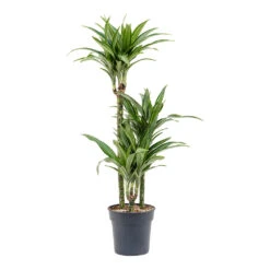 Dracaena Fragrans Ulises - Multi Stem -Hortology Shop Dracaena fragrans Ulises Multi Stem
